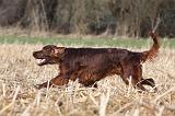 SETTER IRLANDAIS 464
